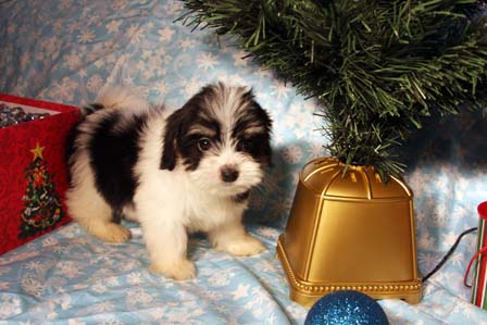 havanese-puppies